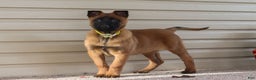 Belgian Malinois dogs for sale: Ginger - Ad 3