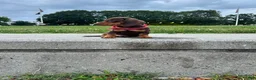 Dachshund dogs for sale: Kevin - Ad 4