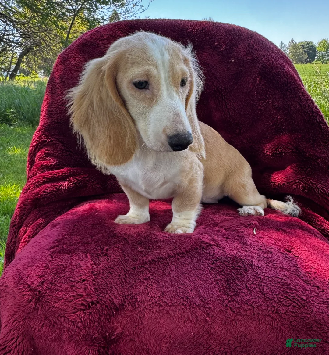 Miniature Dachshund dogs for sale: Lilly  - Ad 6