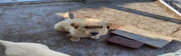 Golden Retriever dogs for sale: Peanut  - Ad 3