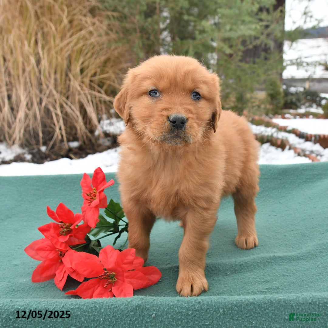 Golden Retriever dogs for sale: Quincy - Ad 5