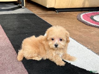 Maltipoo dogs Maltipoo Male Puppy 3 - Ad 38
