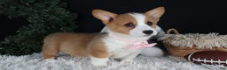Welsh Corgi Pembroke dogs for sale: Honey - Ad 17