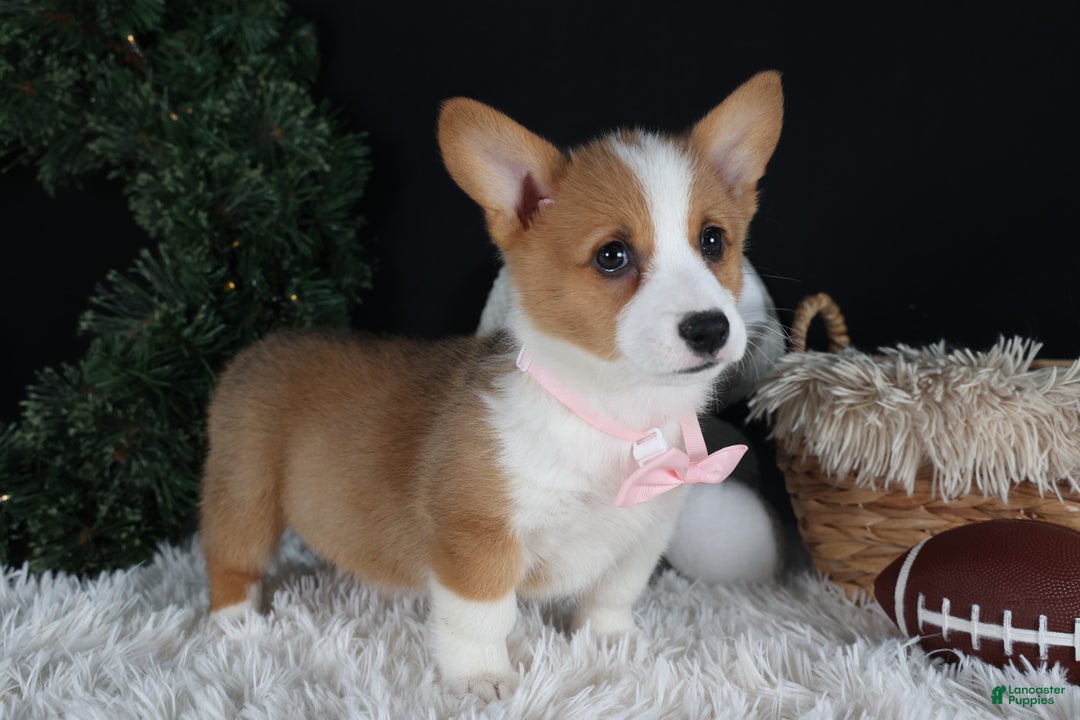Welsh Corgi Pembroke dogs for sale: Honey - Ad 17