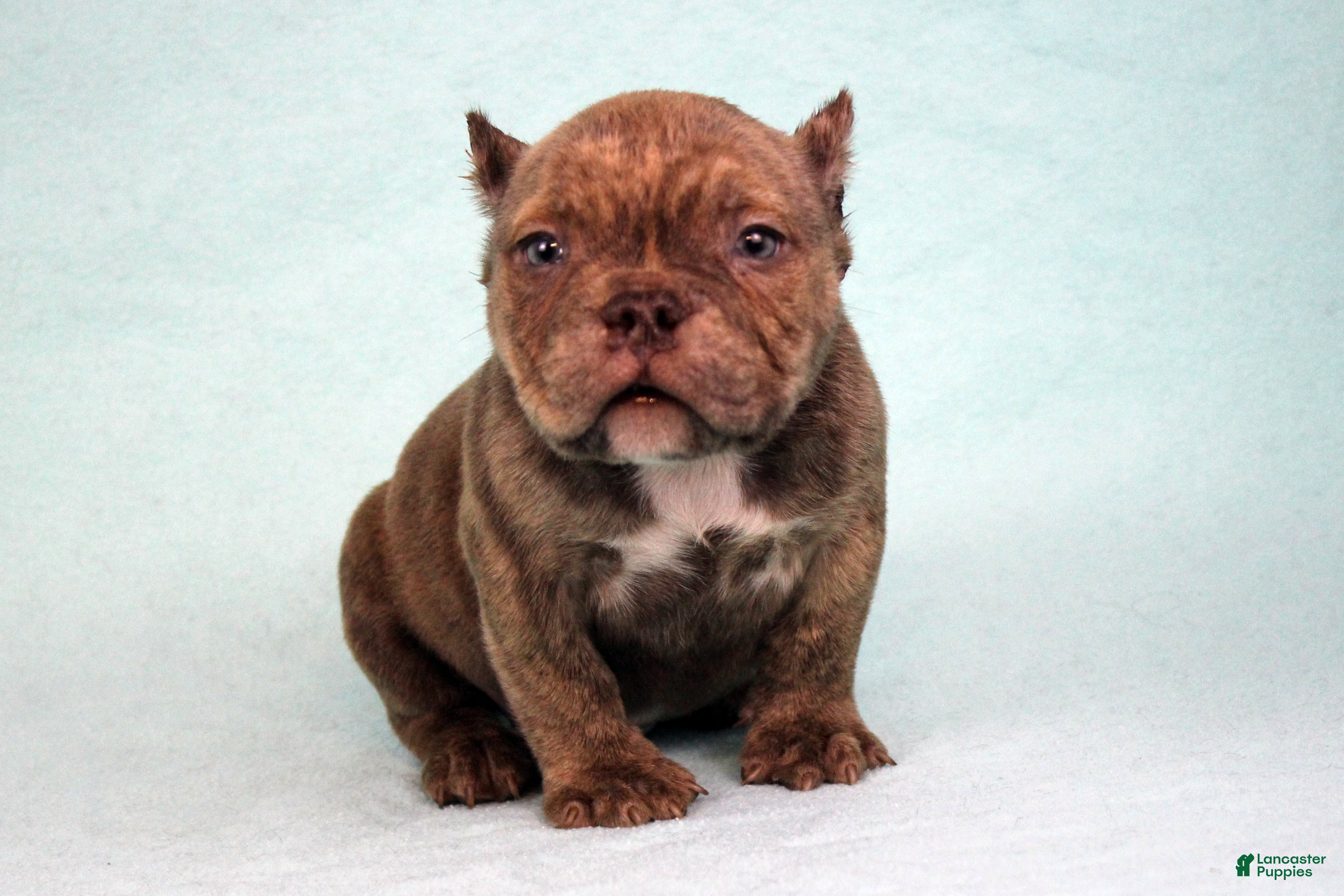 American Bully dogs Chocolate Brindle Male - Ad 26
