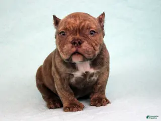 American Bully dogs Chocolate Brindle Male - Ad 26