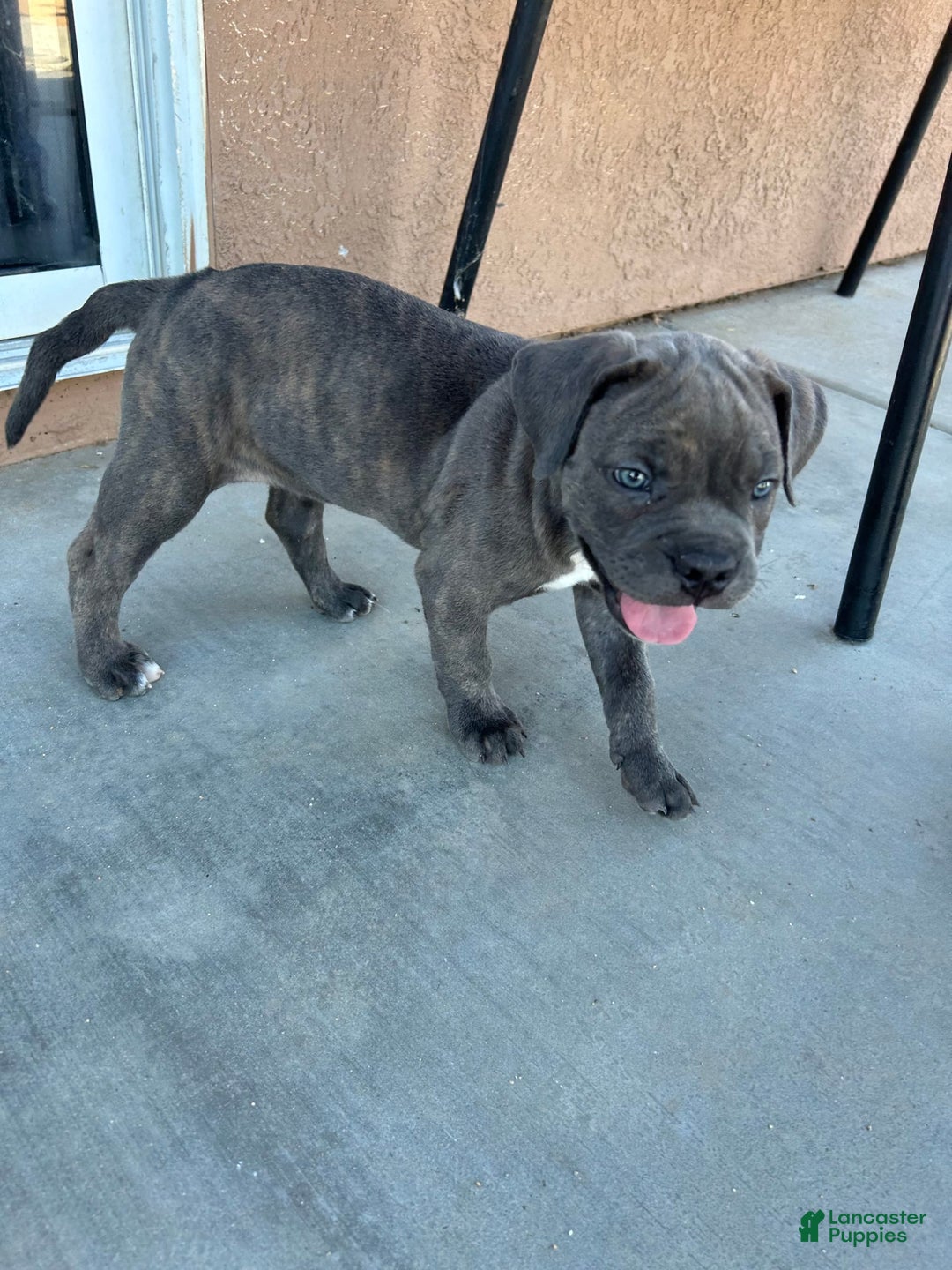 Gallery Image {{count}}