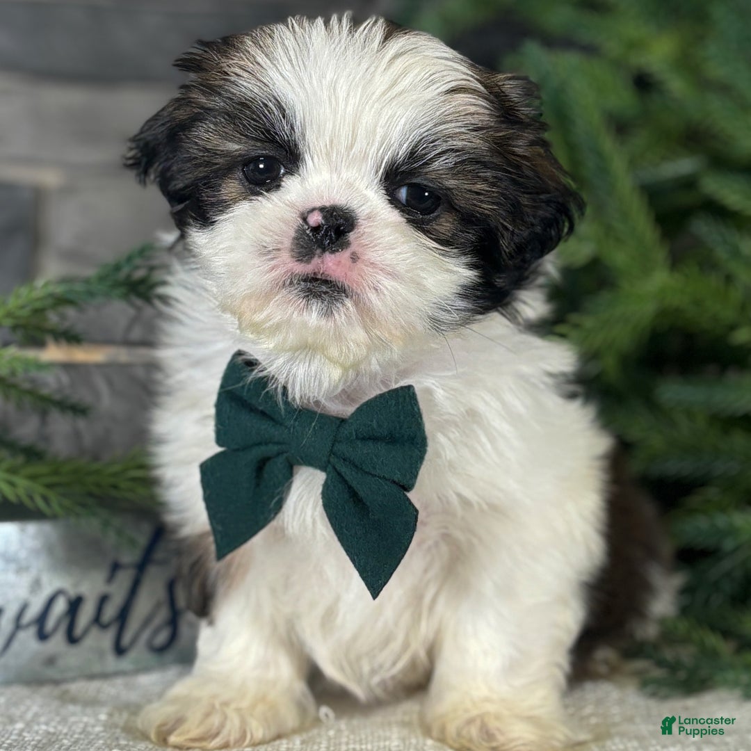 Shih Tzu dogs for sale: Cedar - Ad 1