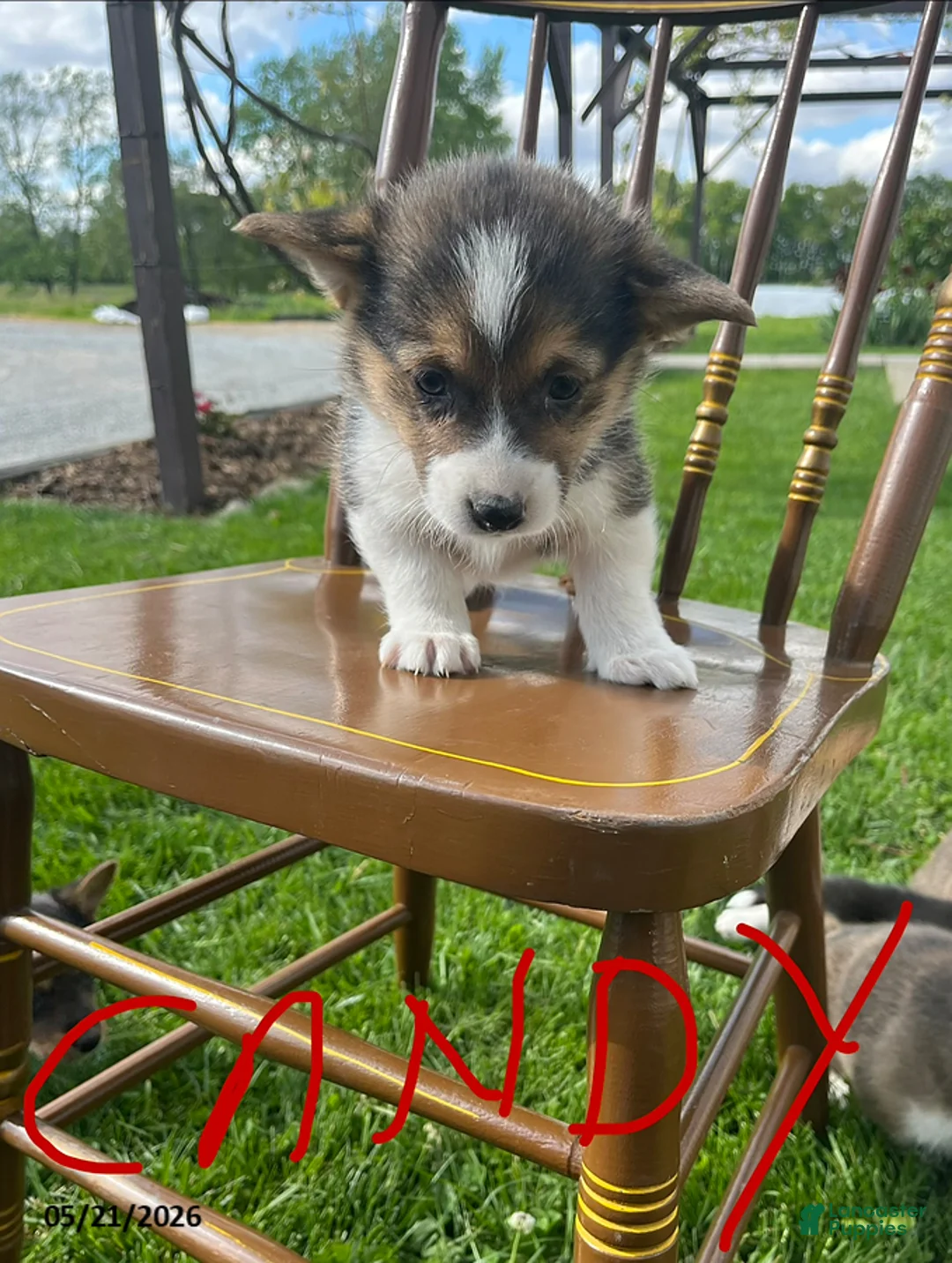 Welsh Corgi Pembroke dogs for sale: Candy - Ad 1