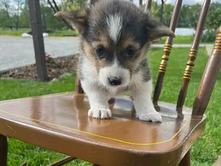 Welsh Corgi Pembroke dogs for sale: Candy - Ad 1