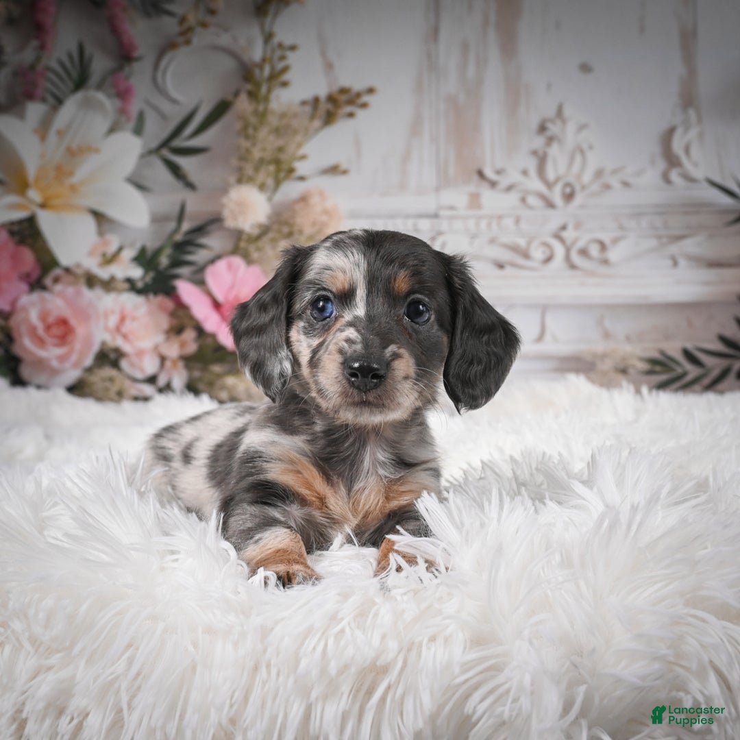 Miniature Dachshund dogs for sale: Precious-AKC - Ad 5