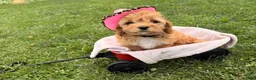 Cockapoo dogs for sale: Sunshine  - Ad 5