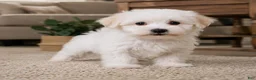 Maltese dogs for sale: Tucker - Ad 2