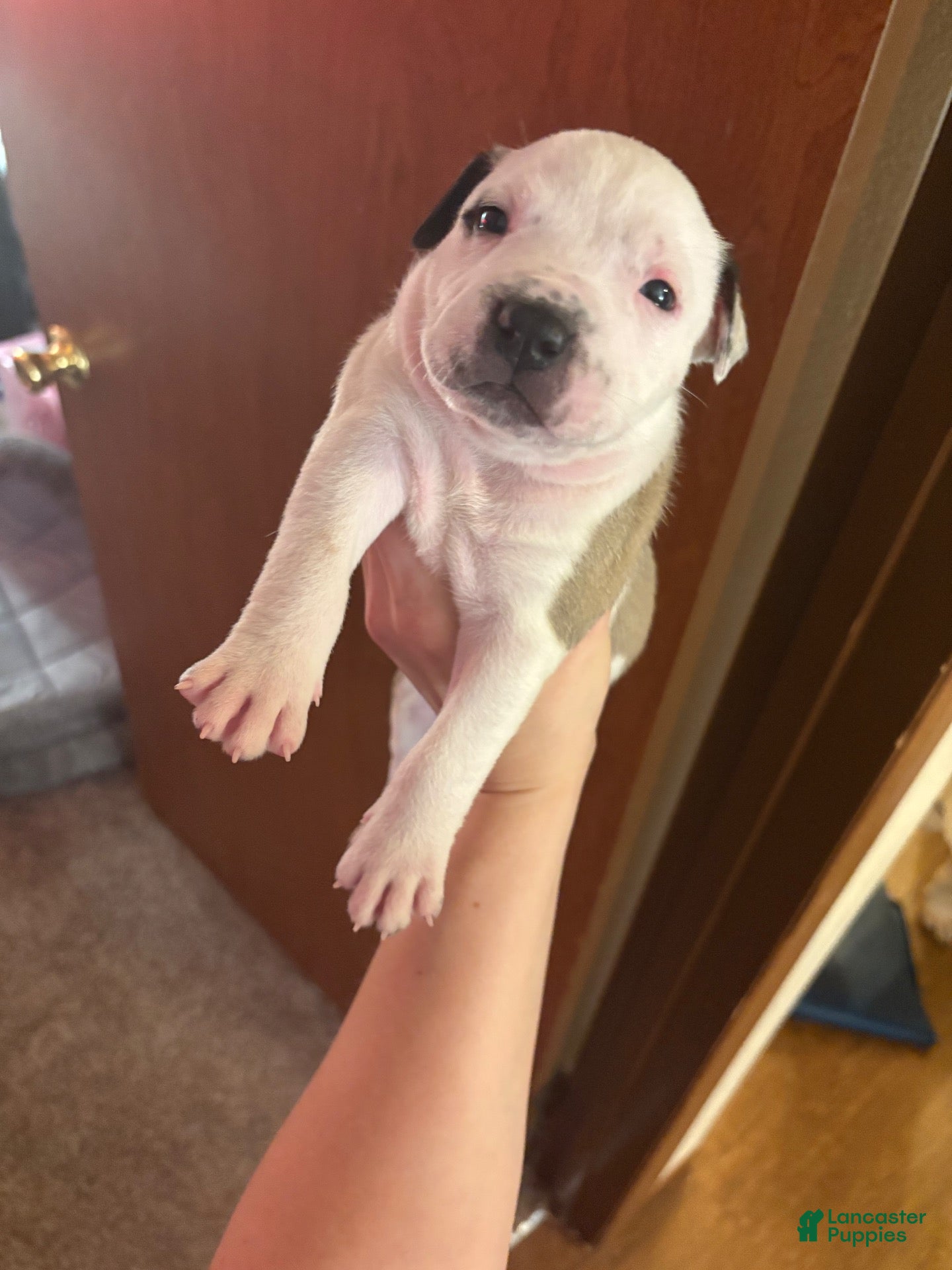 American Bully dogs American Bully 3 - Ad 15