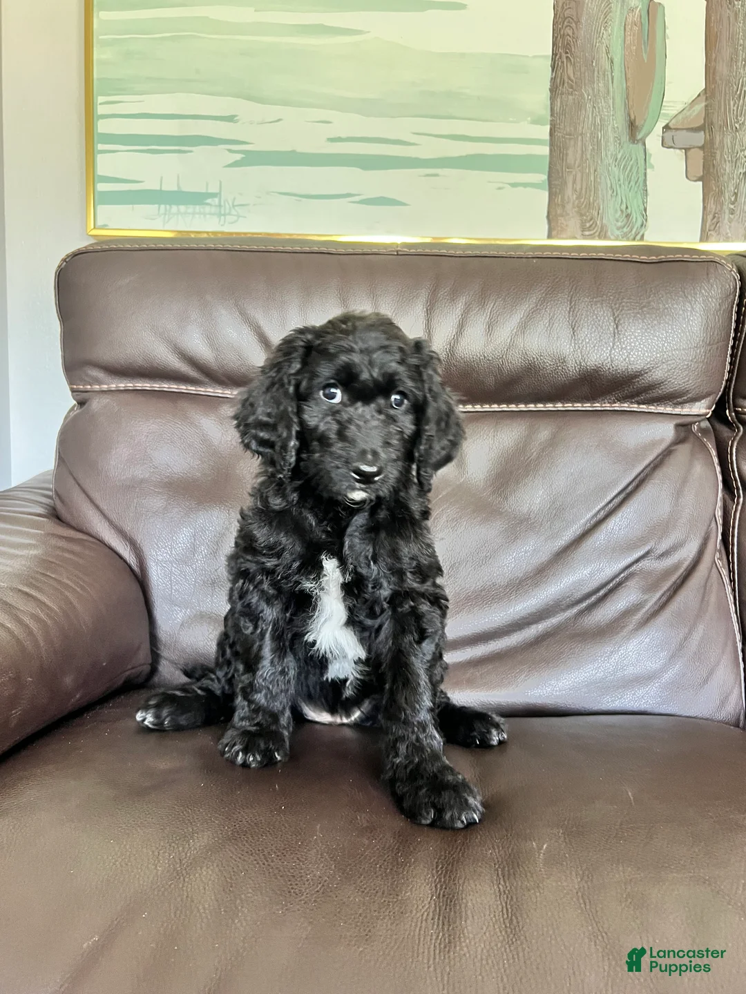 Mixed Breed dogs for sale: Alyssa - Ad 1