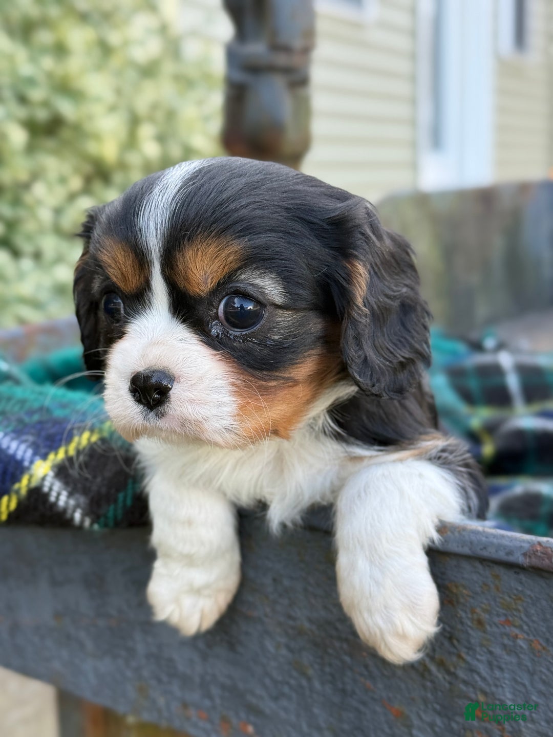 Cavalier King Charles Spaniel dogs for sale: Cutsie - Ad 5