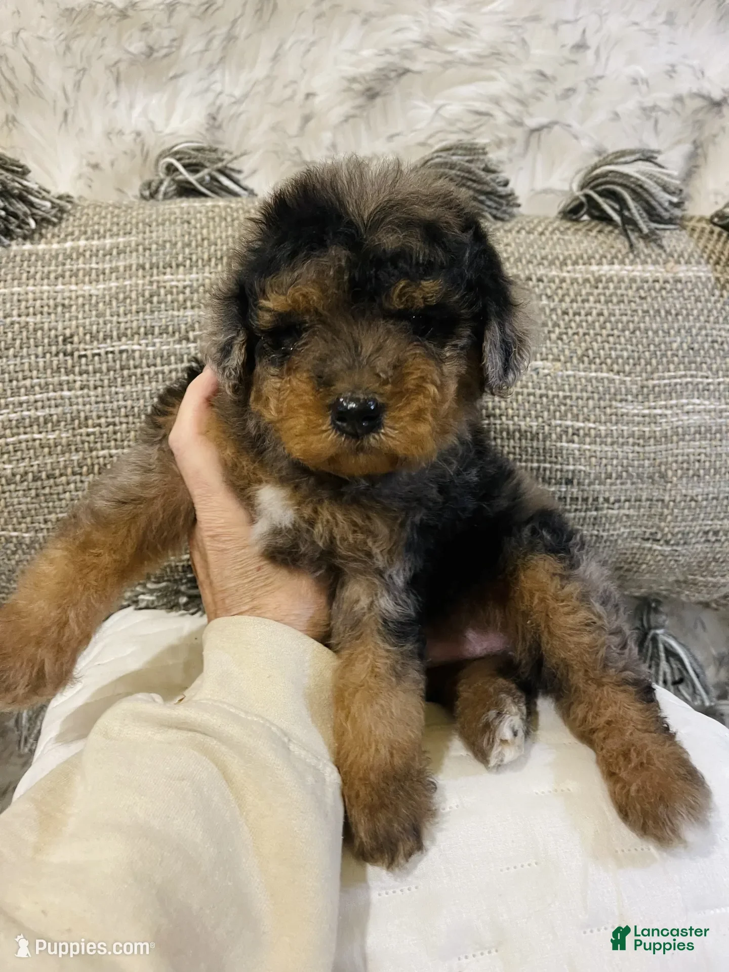 Mini Bernedoodle dogs BLUEBELL - Ad 3