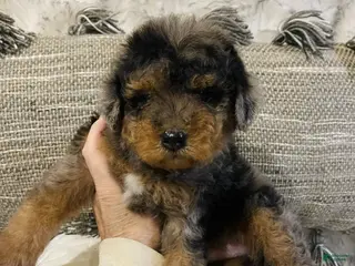 Mini Bernedoodle dogs BLUEBELL - Ad 22