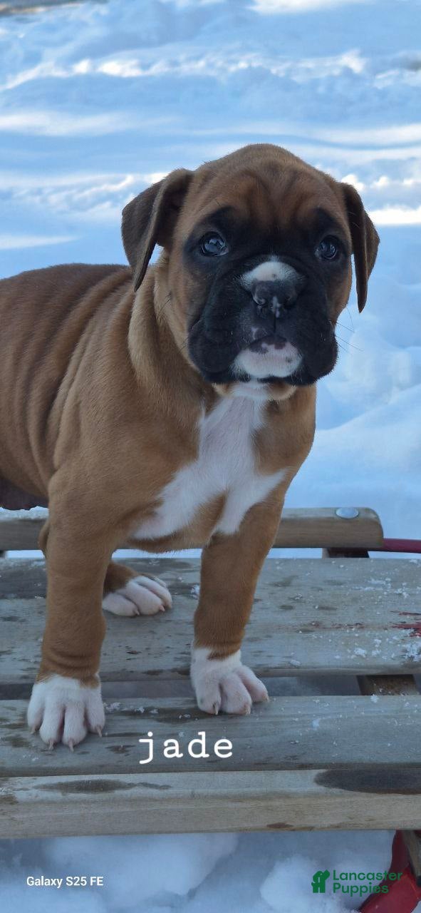 Boxer dogs JADE - Ad 17