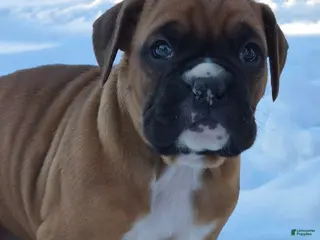 Boxer dogs JADE - Ad 17