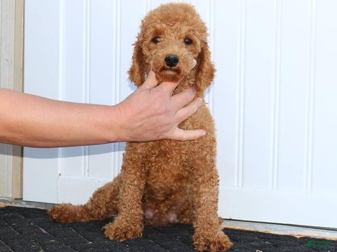 Miniature Poodle dogs for sale: Gabby - Ad 5
