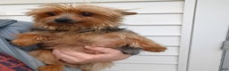 Yorkshire Terrier dogs for sale: Oscar - Ad 5