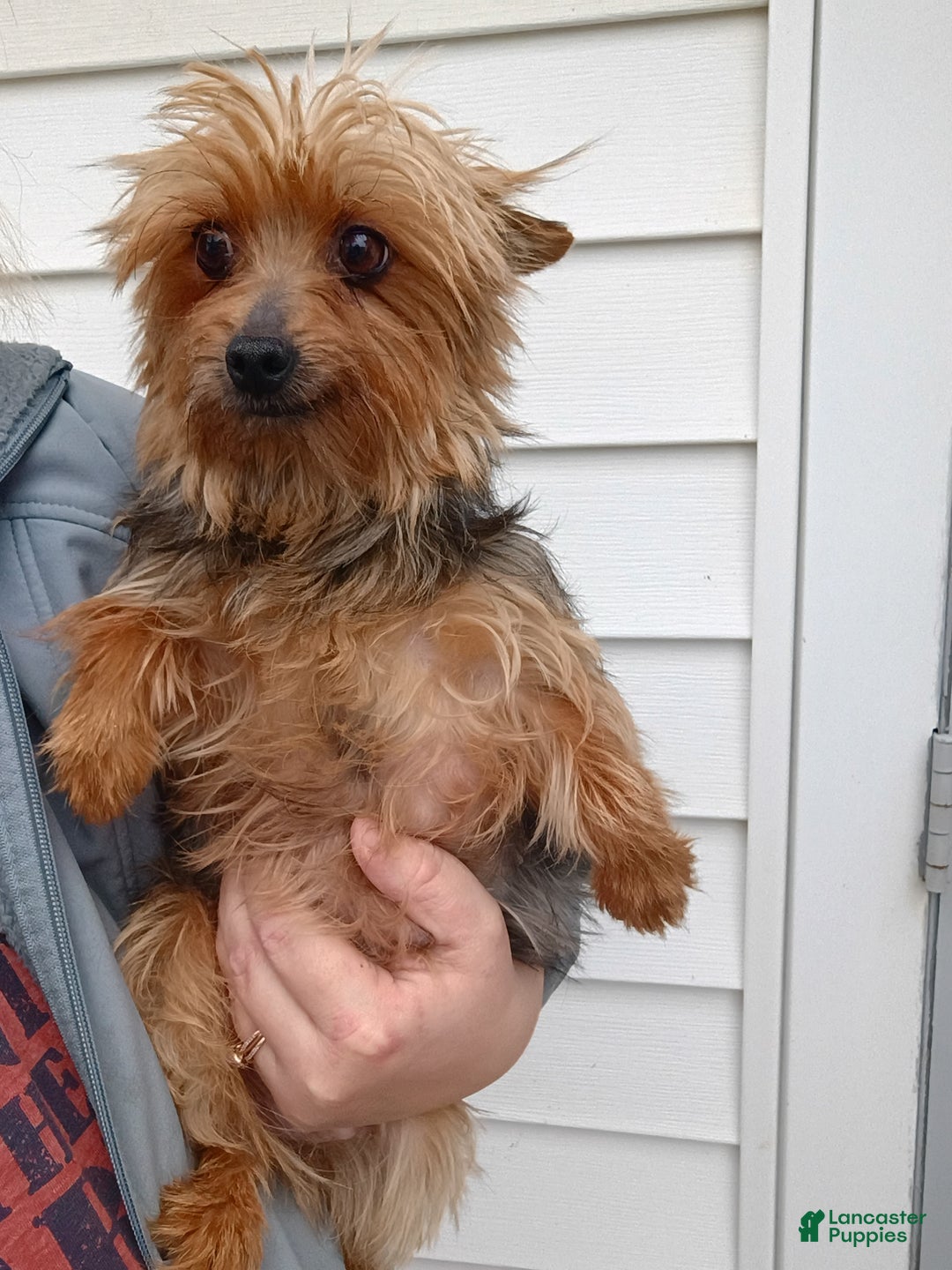 Yorkshire Terrier dogs for sale: Oscar - Ad 5