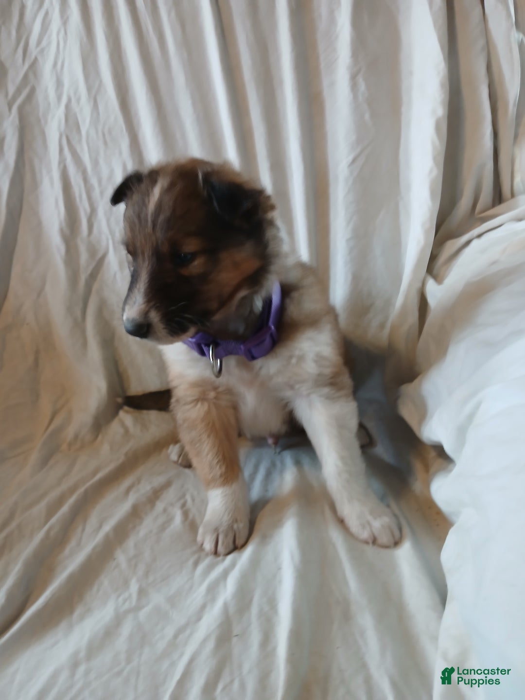 Collie dogs for sale: Rocky - Ad 1