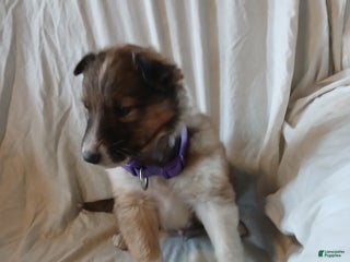 Collie dogs Rocky - Ad 6