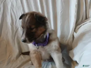 Collie dogs Rocky - Ad 12