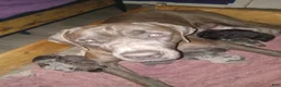 Daniff dogs for sale: LOVE-Daniff Puppy 8 - Ad 6