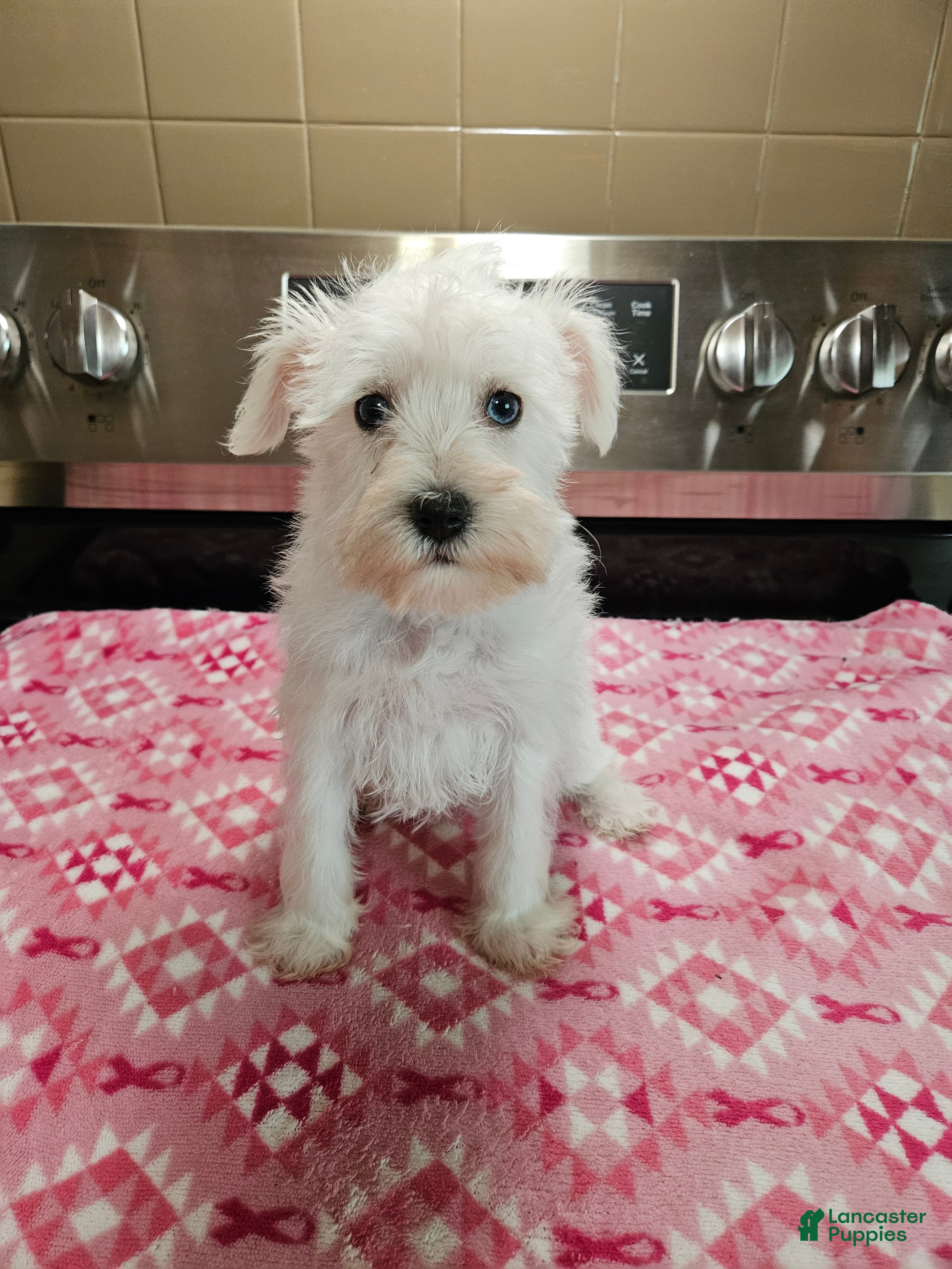 Miniature Schnauzer dogs Wheaton toy female 2 blue eyes ready to go now! - Ad 42