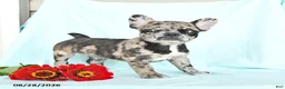 French Bulldog dogs for sale: Lilac - Ad 3