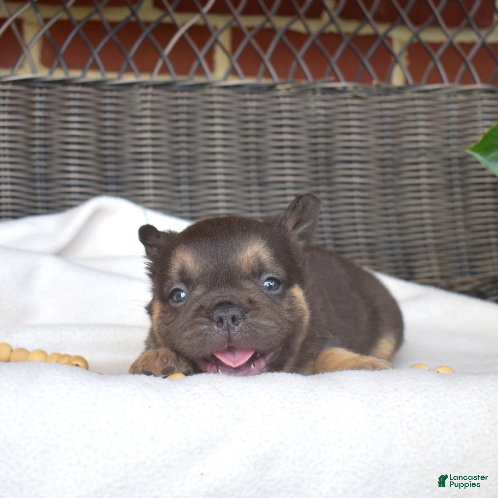 French Bulldog dogs Colby - Ad 2