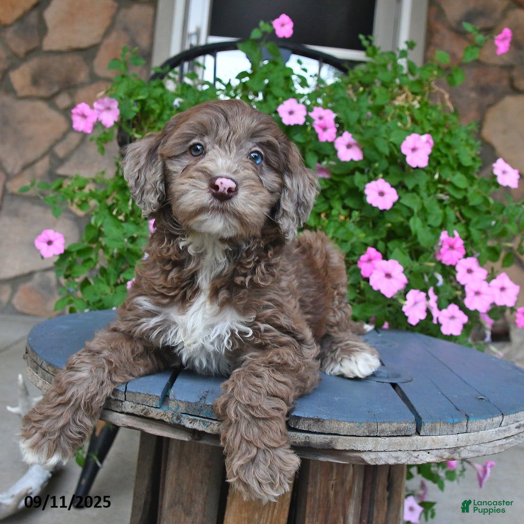 Mixed Breed dogs for sale: Paddington - Ad 4