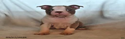 Boston Terrier dogs for sale: Lissa - Ad 3