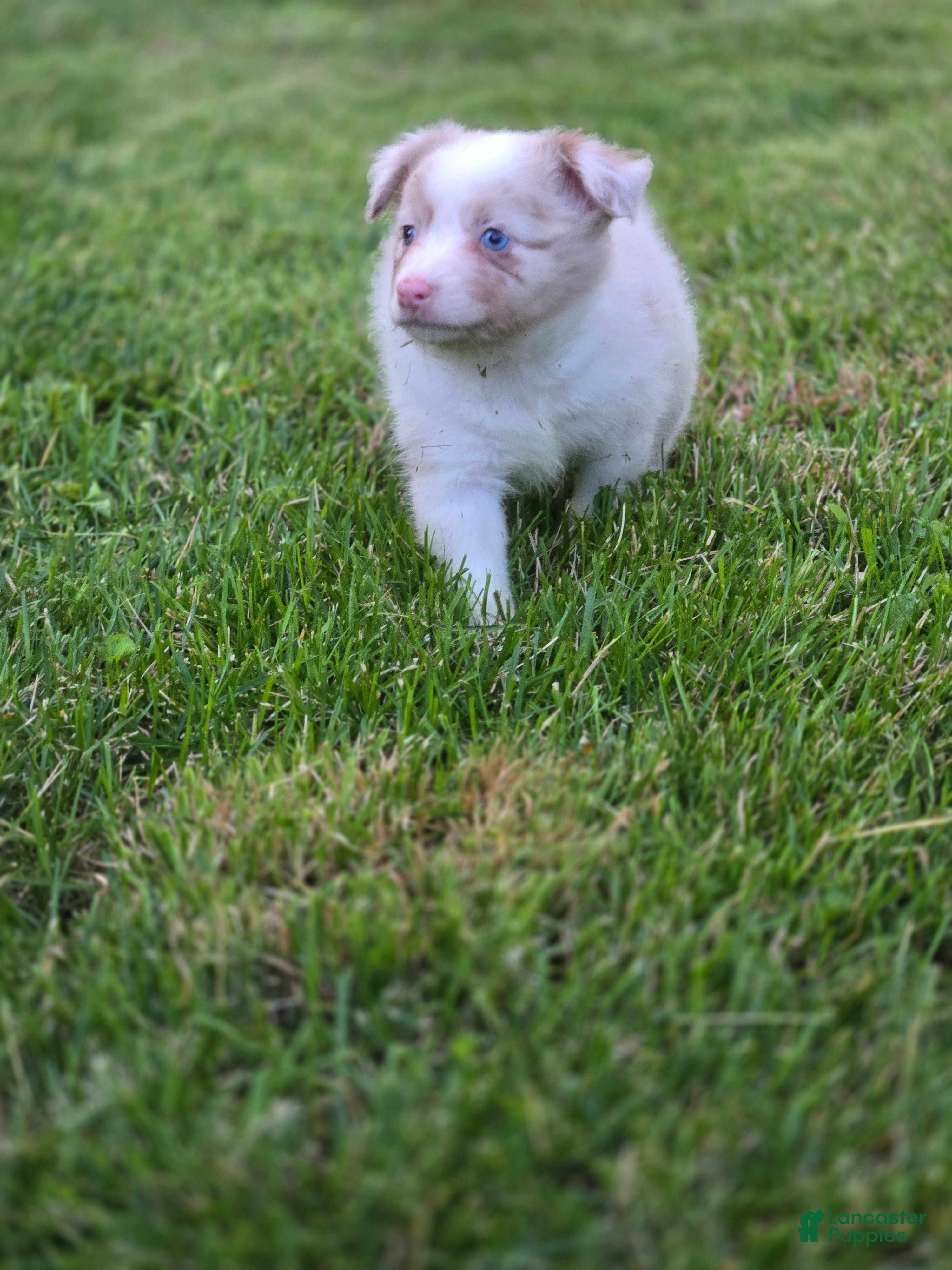 Miniature Australian Shepherd dogs Miniature Australian Shepherd 5 - Ad 26