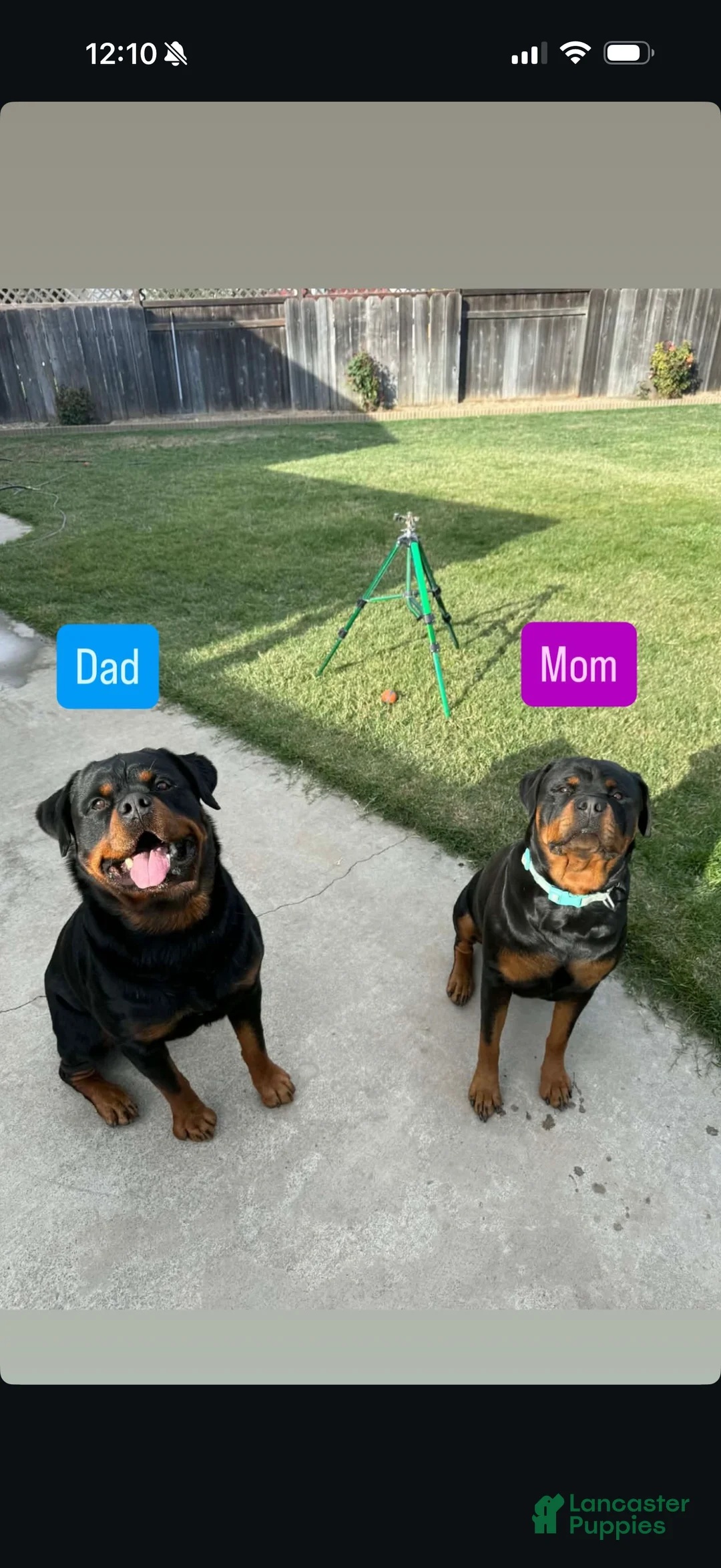 Rottweiler dogs for sale:  Puppy 3 - Ad 2