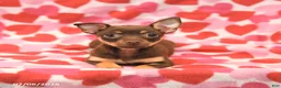 Chihuahua dogs for sale: Lily - Ad 4
