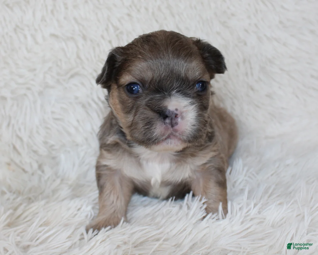 French Bulldog dogs for sale: Fluffy Leo - Ad 7