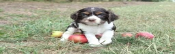 Cocker Spaniel dogs for sale: Cecily  - Ad 3