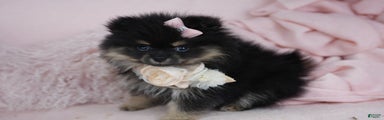 Pomeranian Puppy 3