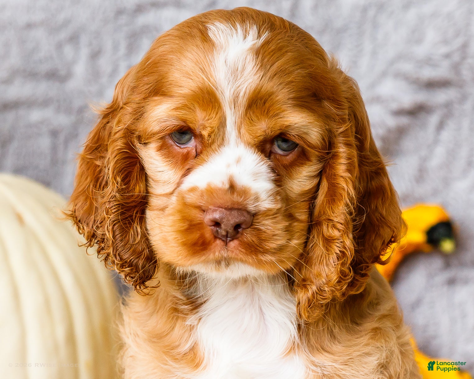 Cocker Spaniel dogs Zedrick - Ad 2