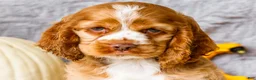 Cocker Spaniel dogs for sale: Zedrick - Ad 2