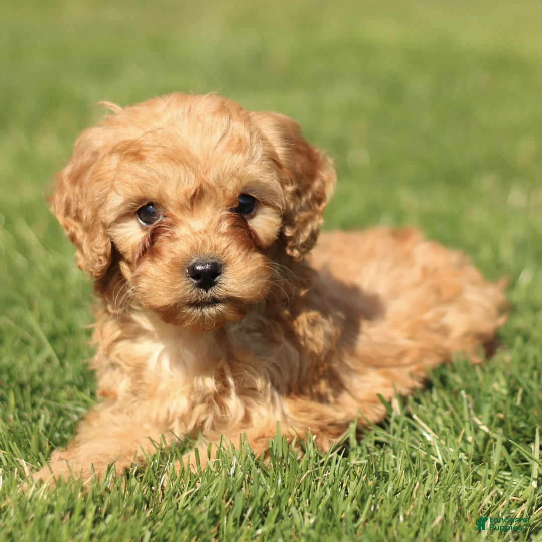 Cavapoo dogs for sale: Sloane  - Ad 1