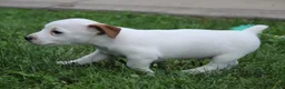Jack Russell Terrier dogs for sale: Ace - Ad 6