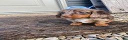 Miniature Dachshund dogs for sale: Nora - Ad 8