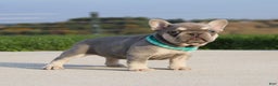 French Bulldog dogs for sale: Arie - Ad 8