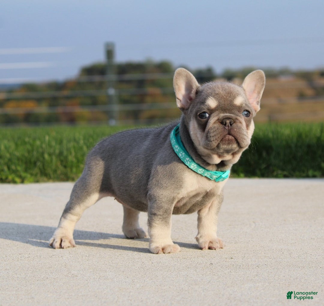 French Bulldog dogs for sale: Arie - Ad 8