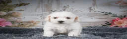 Bichon Frise dogs for sale: AKC-Freddie - Ad 6